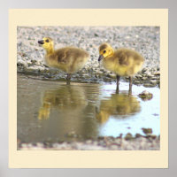Poster fotográfico de Goslings