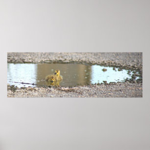 Póster Poster fotográfico de Goslings