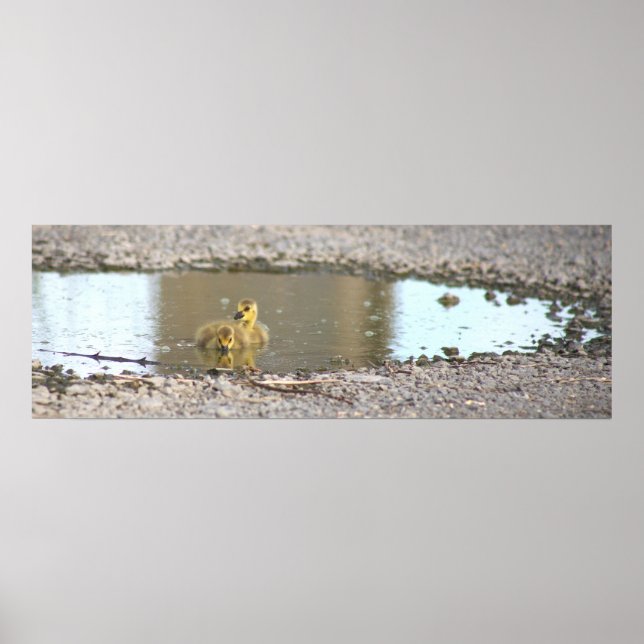 Póster Poster fotográfico de Goslings (Frente)