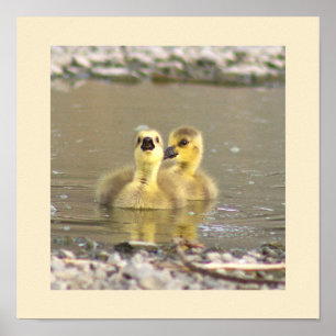 Póster Poster fotográfico de Goslings