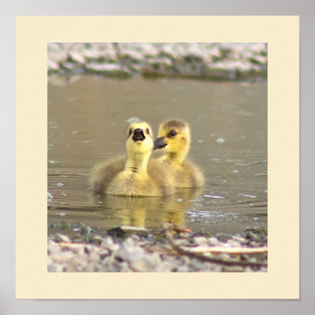 Póster Poster fotográfico de Goslings (Frente)