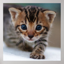 Poster FOTOGRÁFICO DE KITTEN