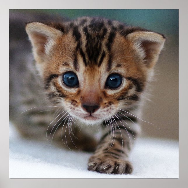 Póster Poster FOTOGRÁFICO DE KITTEN (Frente)