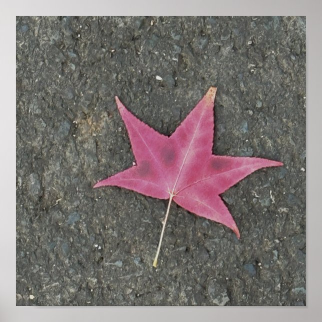 Póster Poster fotográfico de la hoja roja (Frente)