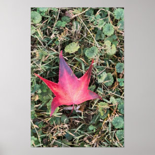 Póster Poster fotográfico de la hoja roja