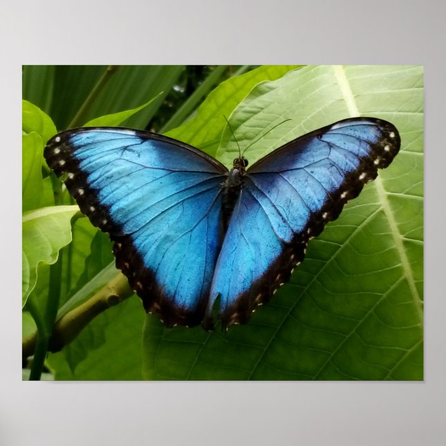 Póster Poster fotográfico de la naturaleza de la mariposa (Frente)