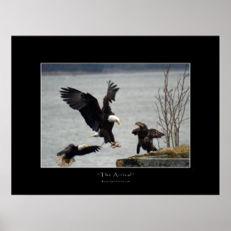 Póster POSTER fotográfico de LANDING BALD EAGLE