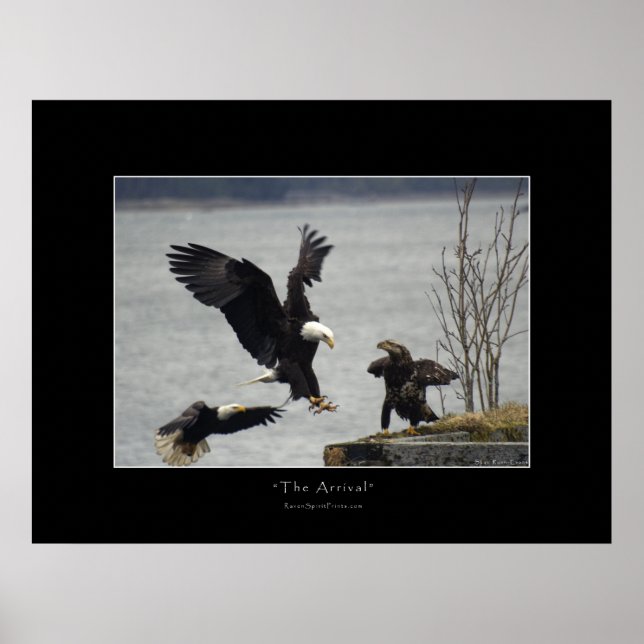 Póster POSTER fotográfico de LANDING BALD EAGLE (Frente)