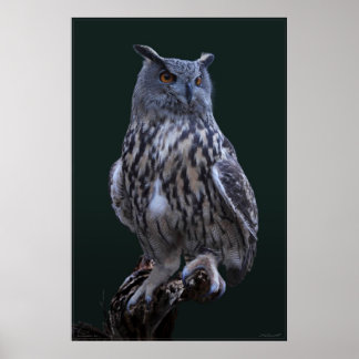 Póster Poster fotográfico de lechuza águila -24x36 -menor