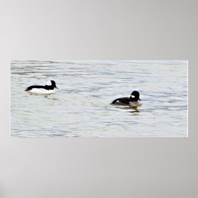 Póster Poster fotográfico de los Ducks Bufflehead (Frente)