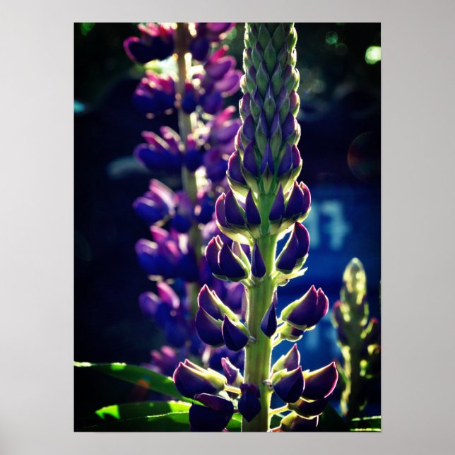 Póster Poster fotográfico de Lupina (Frente)