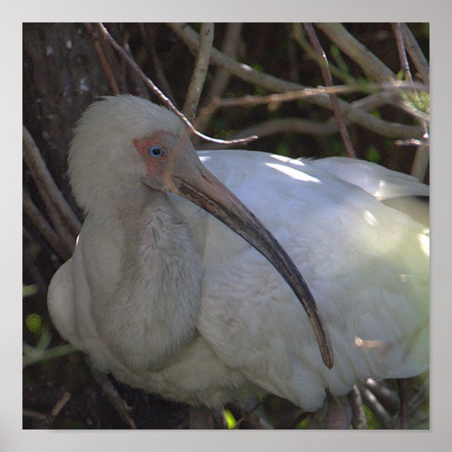 Póster Poster fotográfico de pájaro Ibis blanco (Frente)
