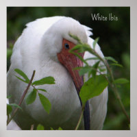 Poster fotográfico de pájaro Ibis blanco