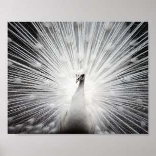 Póster Poster fotográfico de pavo real blanco