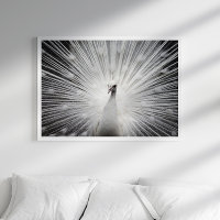 Poster fotográfico de pavo real blanco