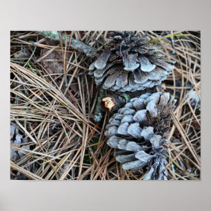 Póster Poster fotográfico de Pinecones