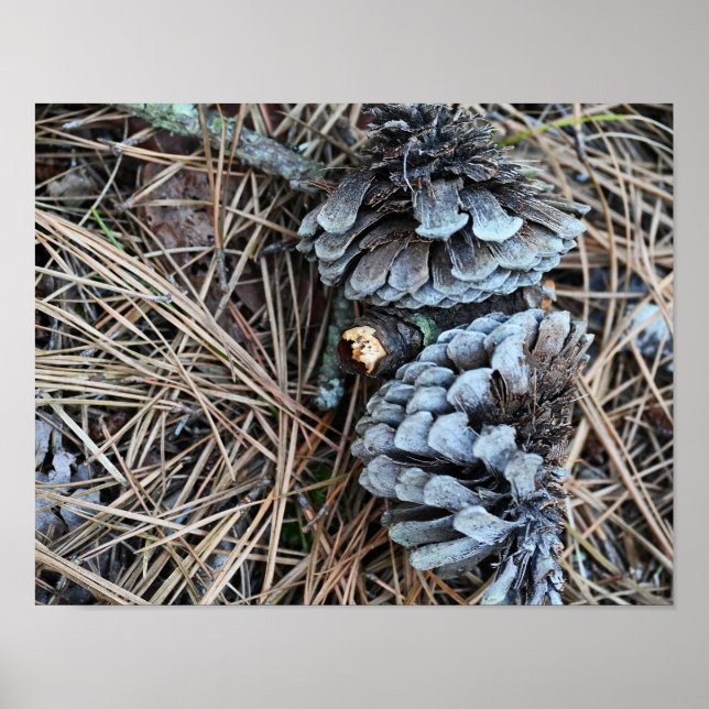 Póster Poster fotográfico de Pinecones (Frente)