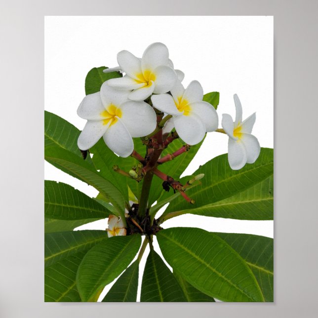 Póster Poster fotográfico de Plumeria tropical (Frente)