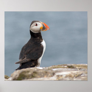 Póster Poster fotográfico de Puffin