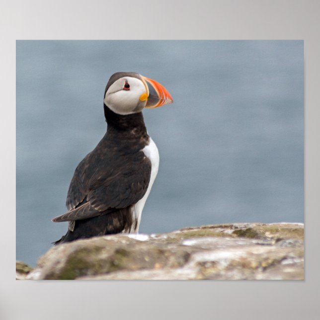 Póster Poster fotográfico de Puffin (Frente)