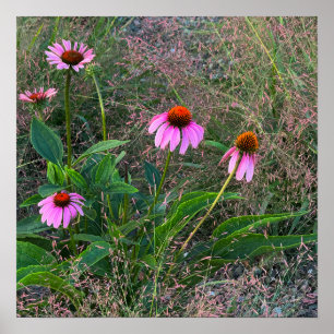 Póster Poster fotográfico de Purple Coneflowers