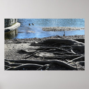 Póster Poster fotográfico de raíces de árbol