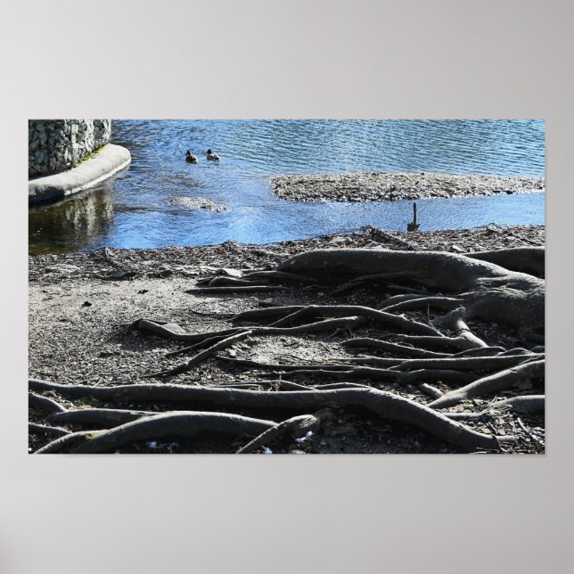 Póster Poster fotográfico de raíces de árbol (Frente)