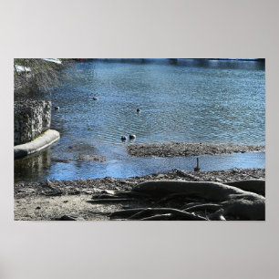 Póster Poster fotográfico de raíces de árbol