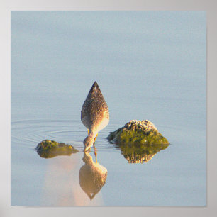 Póster Poster fotográfico de reflexión sobre aves marinas