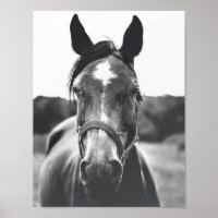 Poster fotográfico de retratos de caballos blancos