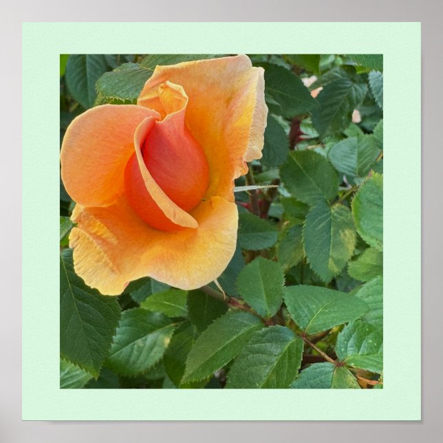 Póster Poster fotográfico de Rosebud (Frente)