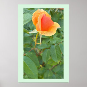 Póster Poster fotográfico de Rosebud