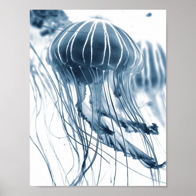 Póster Poster FOTOGRÁFICO DE SEA JELLYFISH (Frente)