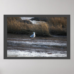 Póster Poster fotográfico de Seagull