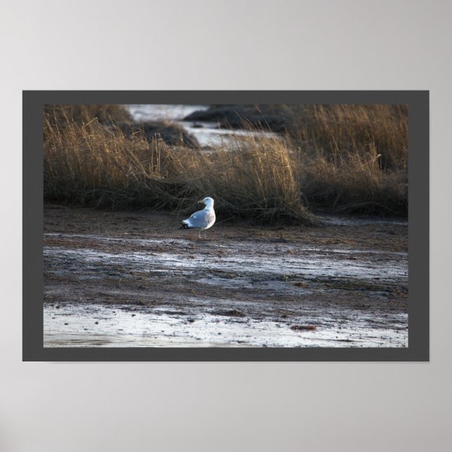 Póster Poster fotográfico de Seagull (Frente)