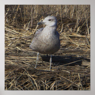 Póster Poster fotográfico de Seagull