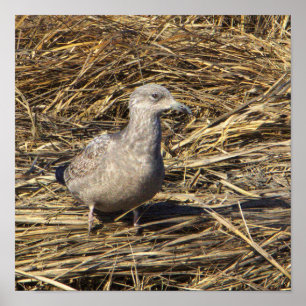 Póster Poster fotográfico de Seagull