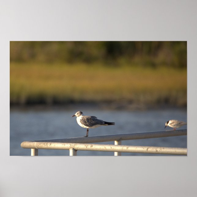 Póster Poster fotográfico de Seagull (Frente)
