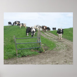 Póster Poster fotográfico de vacas