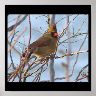 Póster Poster fotográfico del cardenal norte