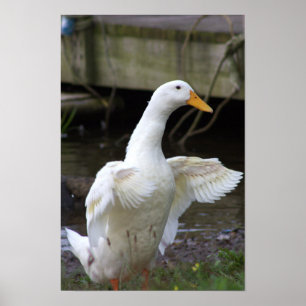 Póster Poster fotográfico del pato blanco