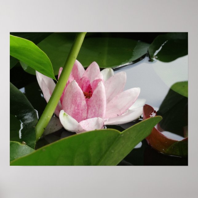 Póster Poster fotográfico despierto (Frente)