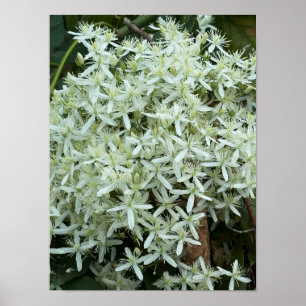 Póster Poster fotográfico Flores salvajes blancas