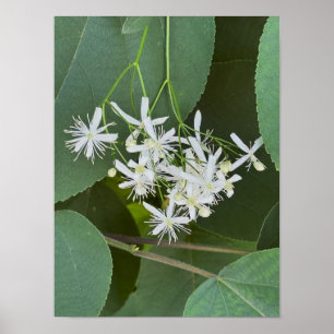 Póster Poster fotográfico Flores salvajes blancas