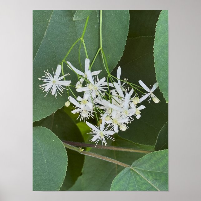 Póster Poster fotográfico Flores salvajes blancas (Frente)