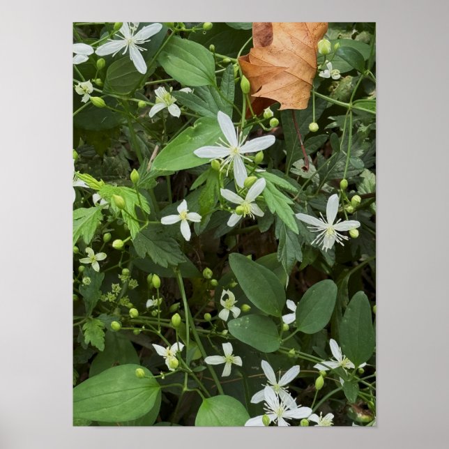 Póster Poster fotográfico Flores salvajes blancas (Frente)