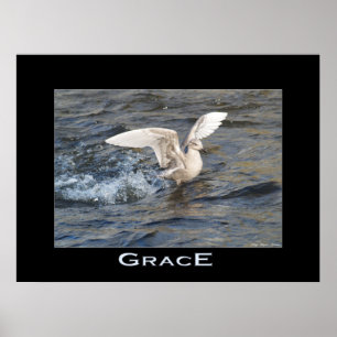 Póster POSTER fotográfico GRACE Sea-Gull Landing