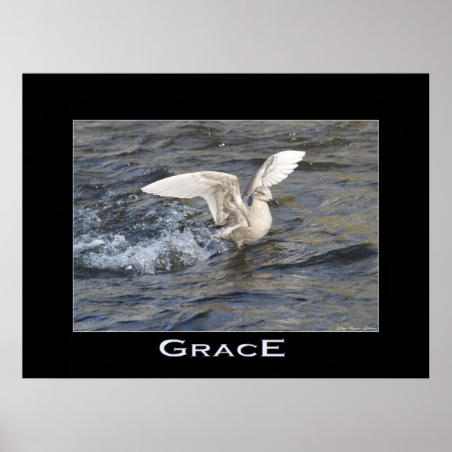 Póster POSTER fotográfico GRACE Sea-Gull Landing (Frente)