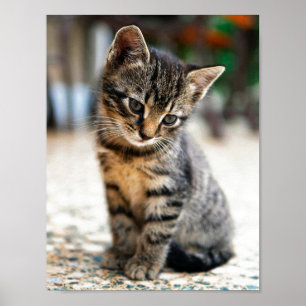 Póster Poster FOTOGRÁFICO KITTEN EN COLOR