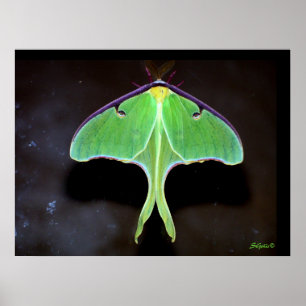 Póster Poster fotográfico Luna Moth